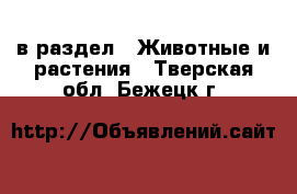  в раздел : Животные и растения . Тверская обл.,Бежецк г.